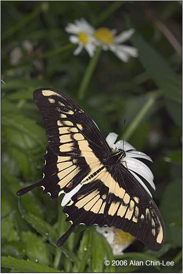 Papilio cresphontes Aberrant 3 (Internet Image property of respective owner, non-commercial use only)